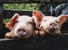 金新农定增加码生猪养殖 子公司环保“罚单”单笔达百万元