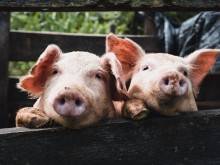 金新农定增加码生猪养殖 子公司环保“罚单”单笔达百万元
