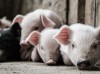 “二师兄”价格大幅上涨 养猪企业2月增收明显